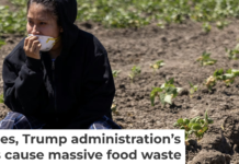 A person sits in a field of crops after a raid by U.S. immigration agents. Blake Fagan/AFP via Getty Images
